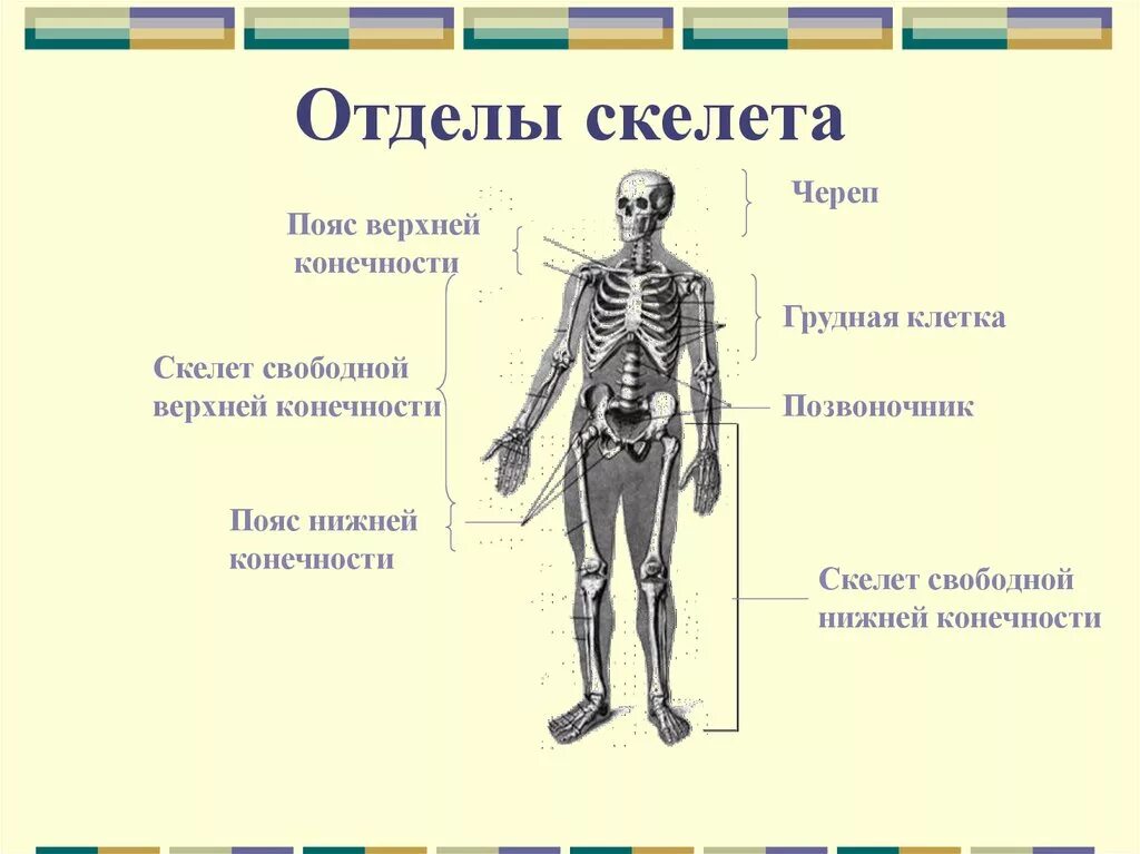 Перечислите отделы скелета