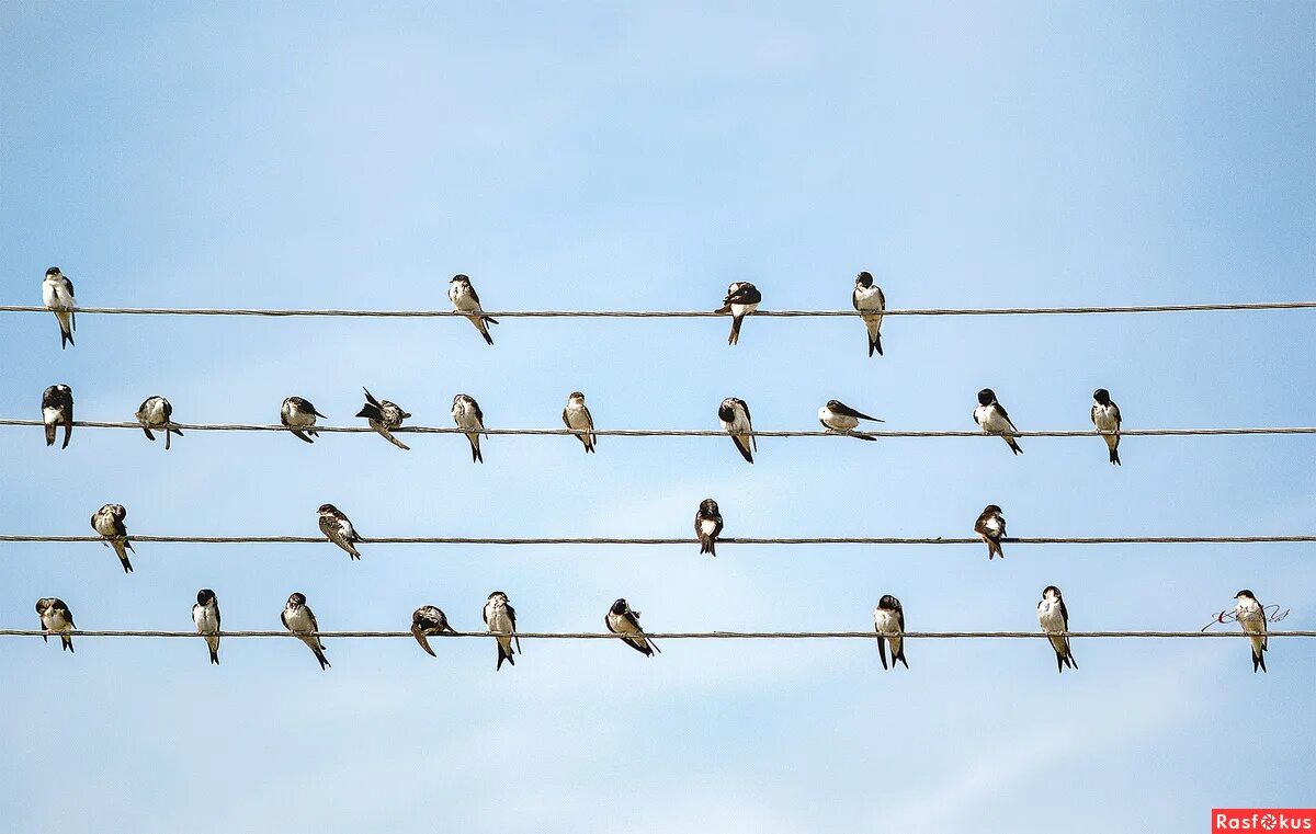 Птицы на проводах. Птички на проводе. Птицы сидят на проводах. Много птиц.