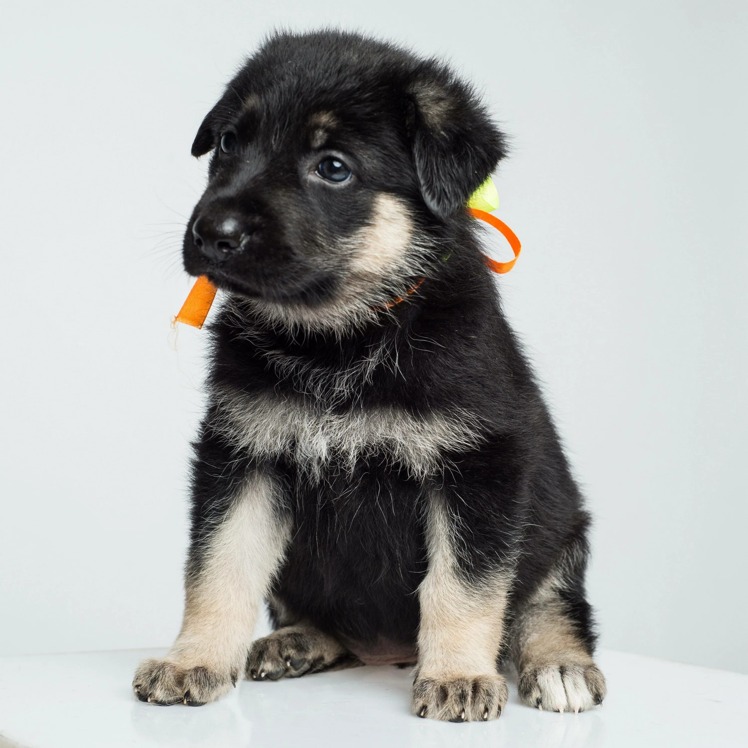 Европейские щенки. Восточно-европейская овчарка кутята. Европейские щенки. Восточноевропейская овчарка щенки. Европейские щенки.