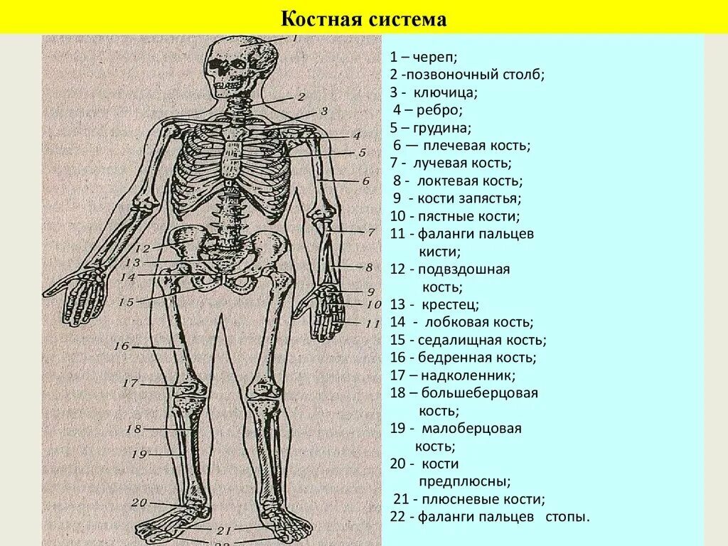 Система органов костная система. Строение костной системы. Костная система человека анатомия. Структура костной системы человека.