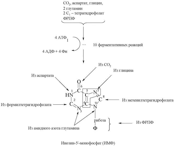 Переваривание нуклеопротеинов и нуклеиновых кислот в жкт. Синтез нуклеопротеинов биохимия. схема происхождения атомов пуринового кольца. происхождение атомов пуринового кольца биохимия. синтез пуринового кольца.