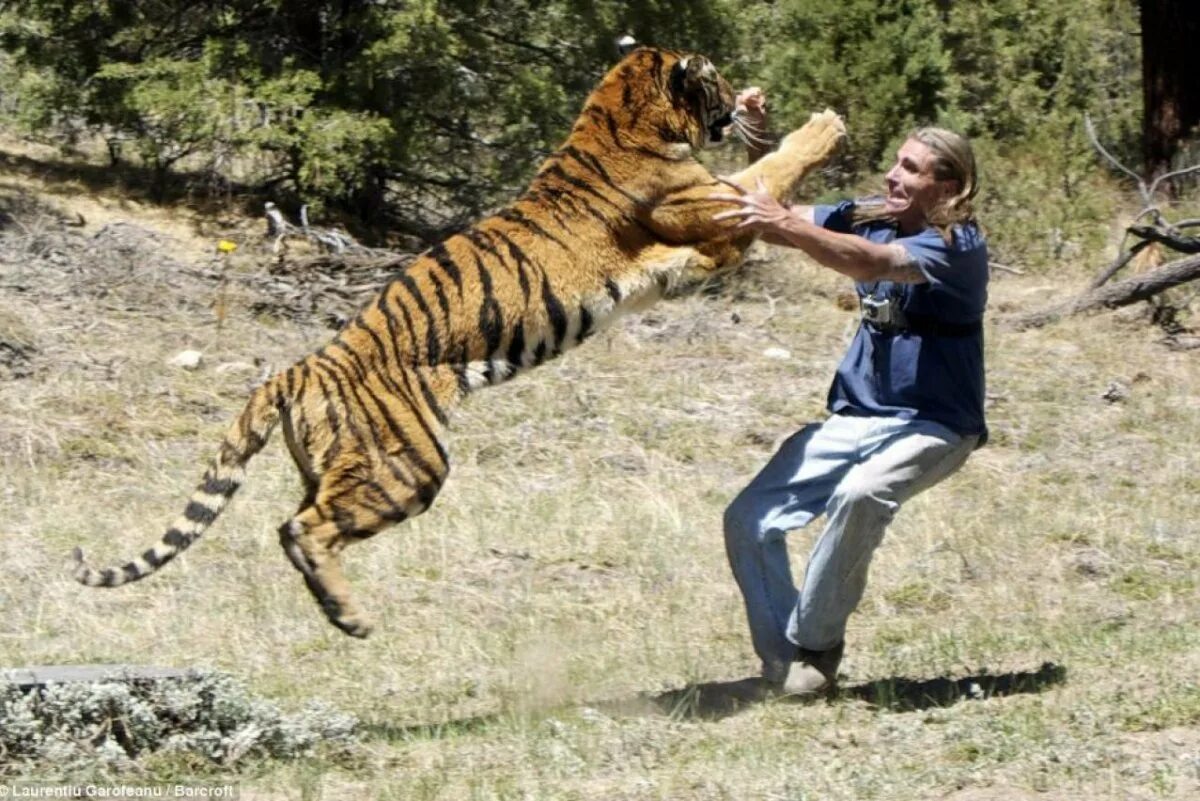 Убегать от тигра