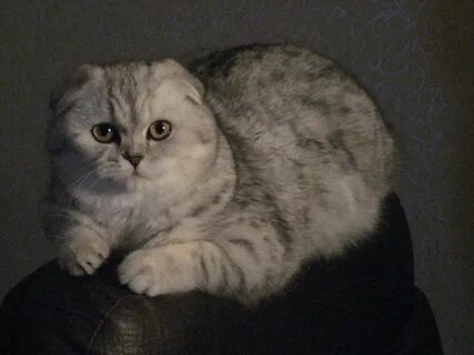 Фолд 6