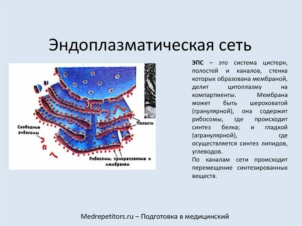 Синтез белка шероховатая эпс. Эндоплазматическая сеть клеточная биология. Строение эндоплазматической мембраны. Схема строения эндоплазматической сети. Шероховатая ЭПС строение.