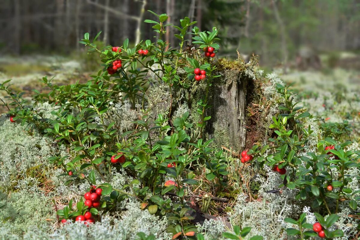 Ель склонение. Можжевельник обыкновенный голдшатц. Можжевельник обыкновенный - j. Можжевельник хартмана. Можжевельник сибирский, (шишкоягоды).