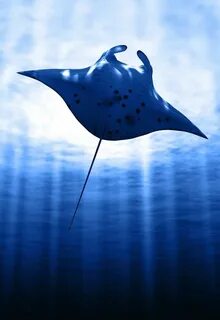 Manta ray