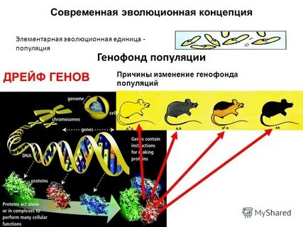 Изменяется генофонд популяции