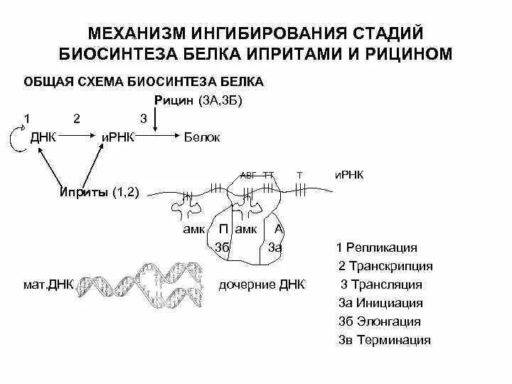 Механизм биосинтеза. Механизм токсического действия рицина. Этапы и механизмы синтеза белка. Общая схема биосинтеза белка. Механизмы ингибирования.