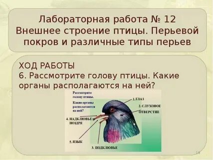 Строение покровов класс птицы
