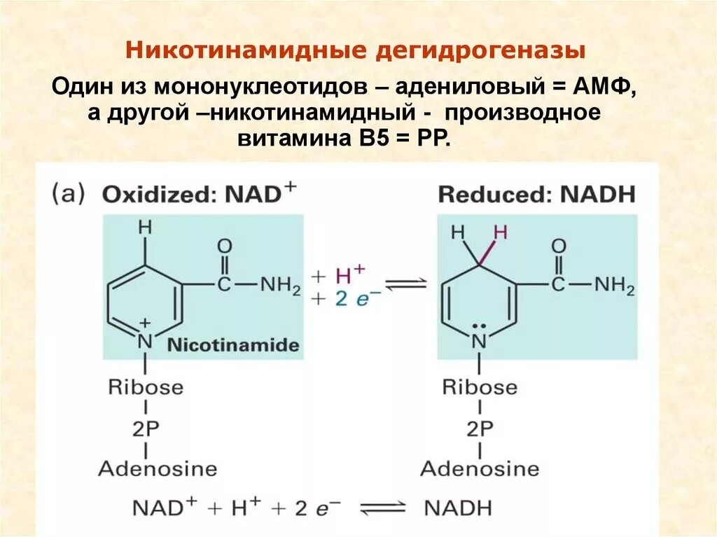 Никотин обмен веществ. Биологически важные производные мононуклеотидов. Окисленная и восстановленная форма над и НАДФ. Дегидрогеназы реакции. Никотинамидные дегидрогеназы.