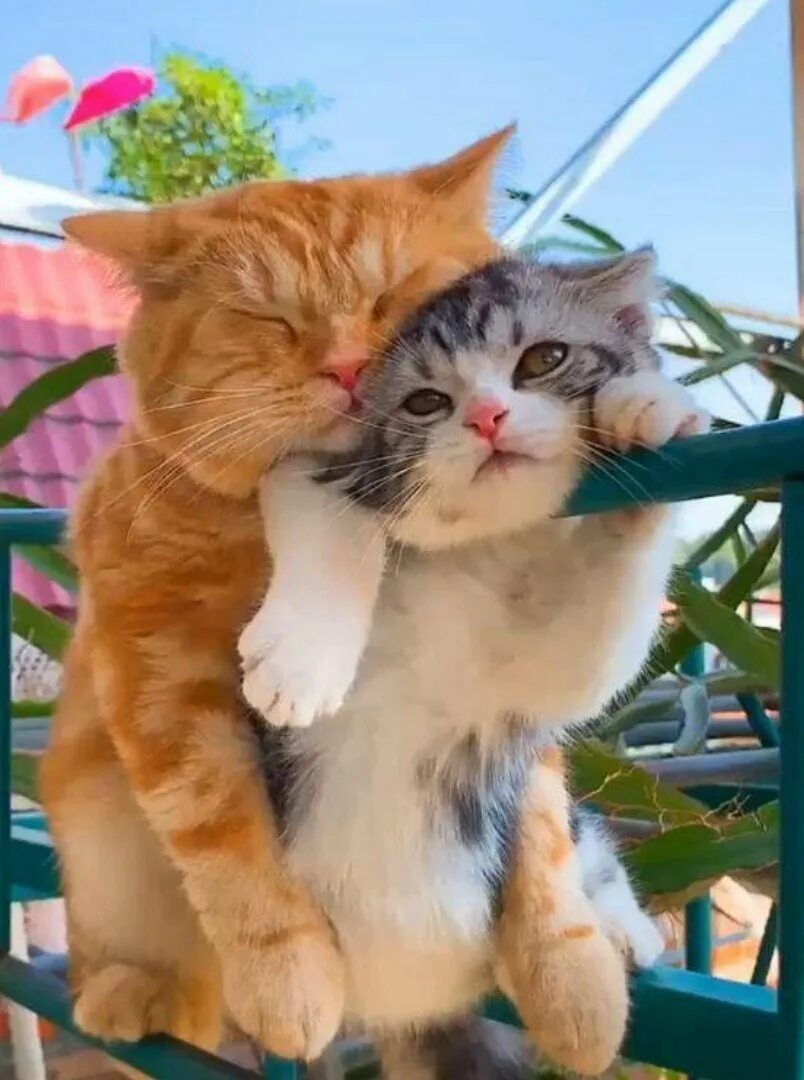 Любовь про котиков. Котики целуются. Любовь про котиков. Кошачьи нежности. Романтичные котики.