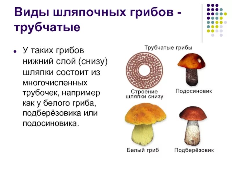 Строение трубчатого гриба. Шляпочные грибы строение трубчатые. Строение шляпки трубчатого гриба. Строение шляпки шляпочного гриба.