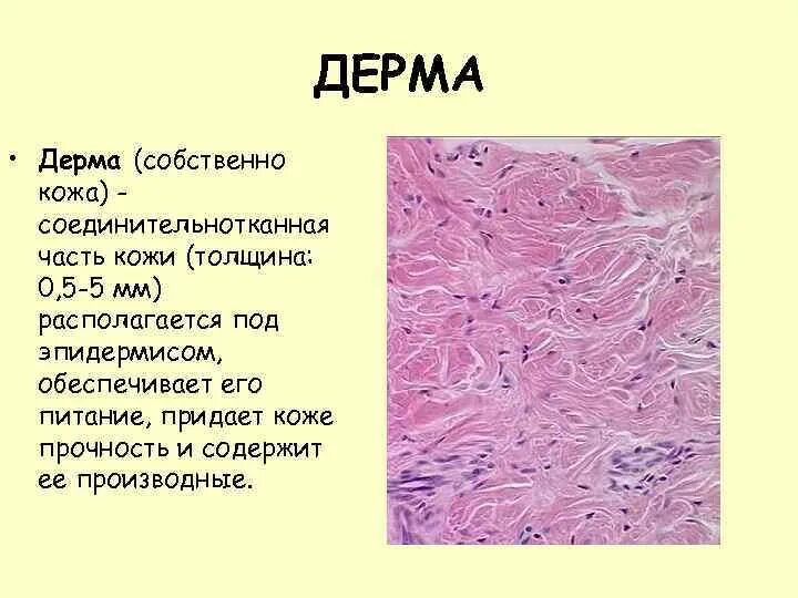 Какая структура дермы образована этой тканью. Дерма соединительная ткань. Дерма кожи соединительная ткань. Дерма это ткань человека. Дерма кожи строение соединительной ткани.