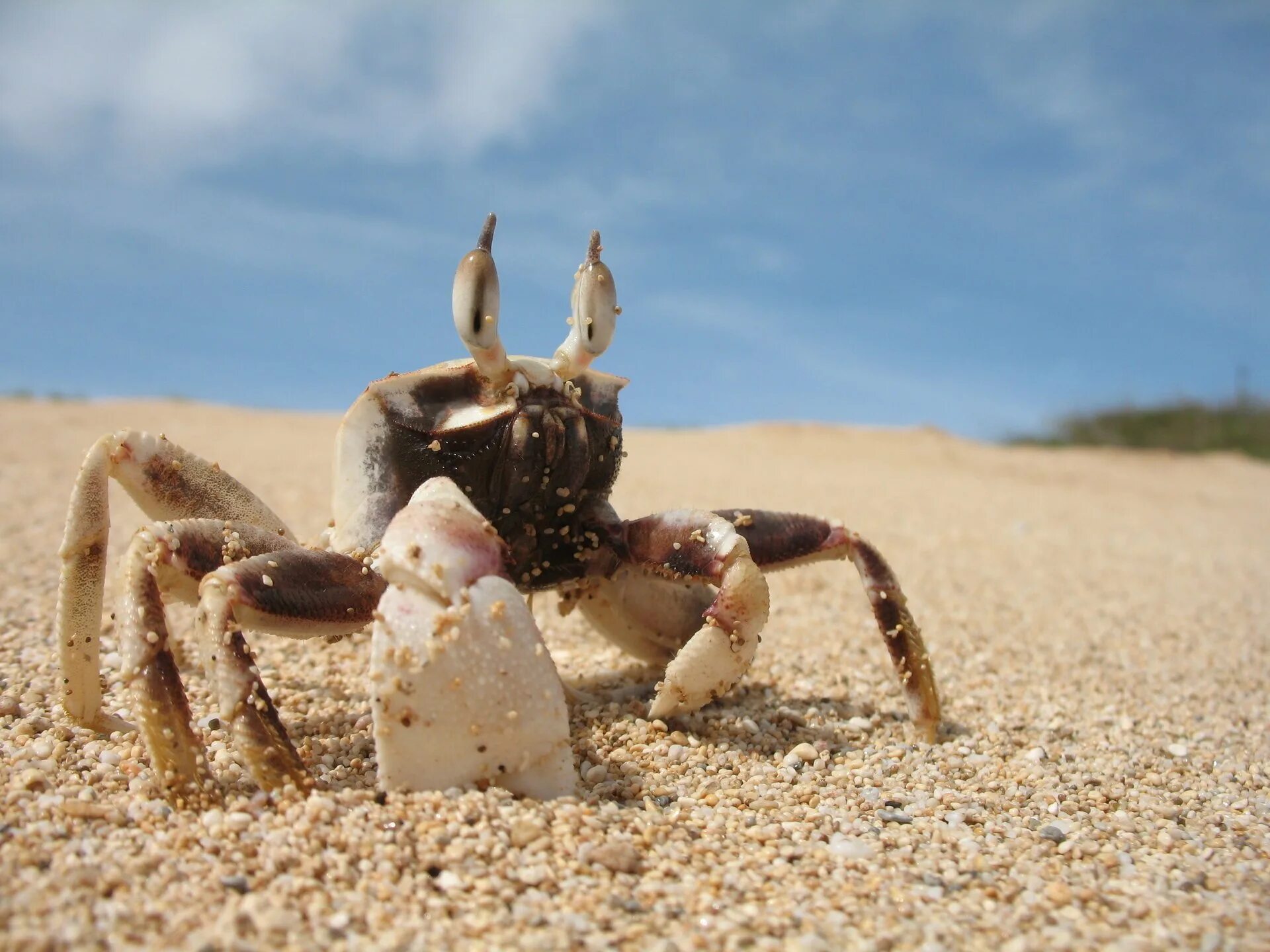 Песчаный Крабик. Краб на песке. Австралийский краб. Песочный краб. Краб сидит и клешнями