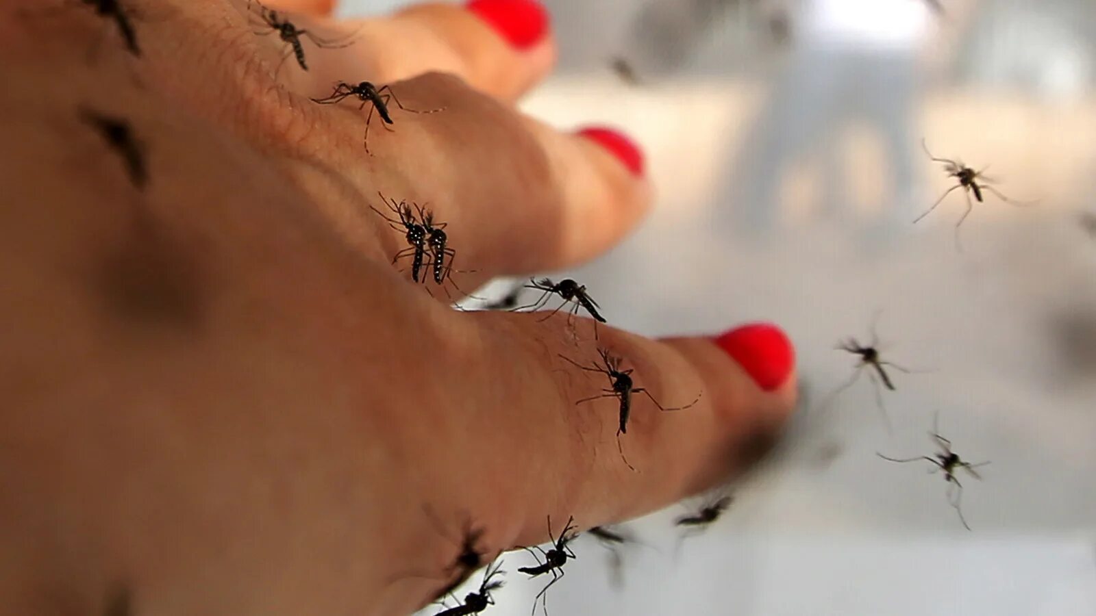 к чему снятся комары женщинам. насекомым снятся сны. комары переносят заболевания. гнус рой. комары на природе.