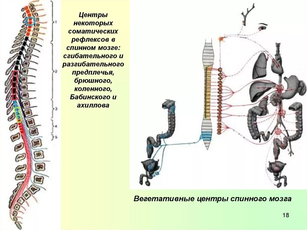 Какой рефлекс спинного мозга. Рефлекторные центры спинного мозга. Локализация нервных центров спинного мозга. 9 Локализация нервных центров спинного мозга. Нервные центры спинного мозга кратко.