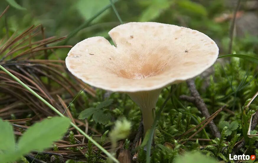 Говорушка блюдцевидная. Говорушка ворончатая (clitocybe gibba). Говорушка ворончатая (clitocybe gibba). Грибы похожие на воронку. Говорушка воронковидная гриб.