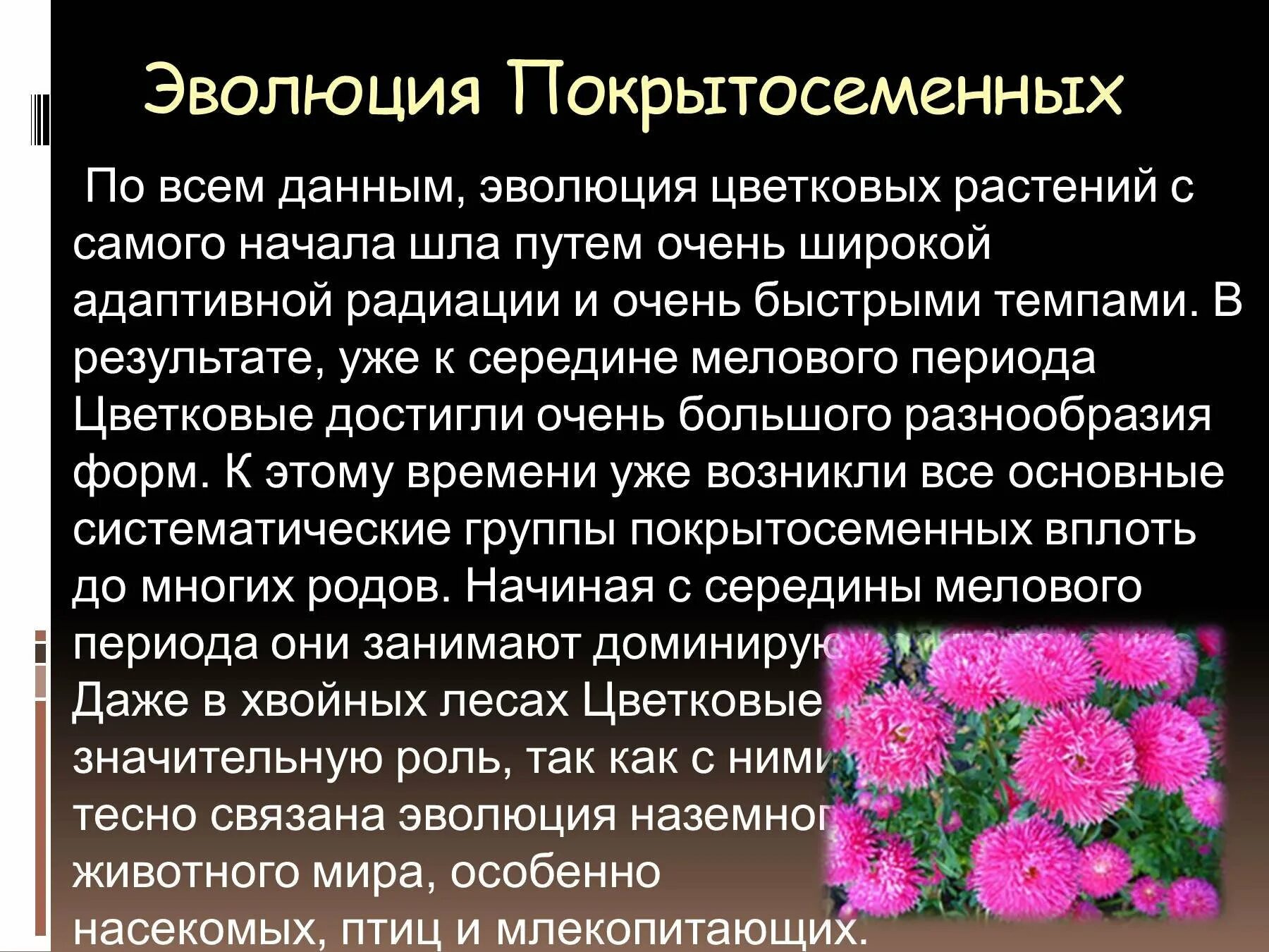 Эволюция цветковых растений. Сообщение о покрытосеменных растениях. Появление цветковых растений. Отдел цветковые растения.