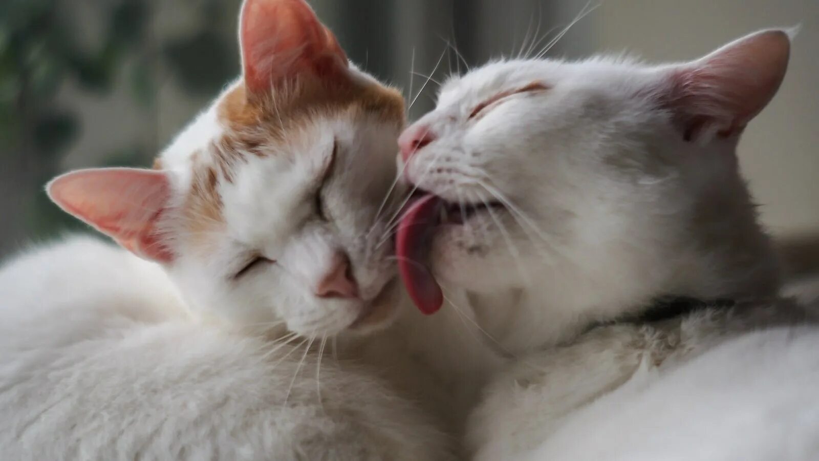 Ласков ы. Нежные котята. нежная кошка. ласковая кошка. кошки облизывают друг друга.