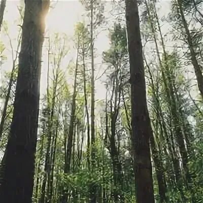 Пригородное лесничество самара