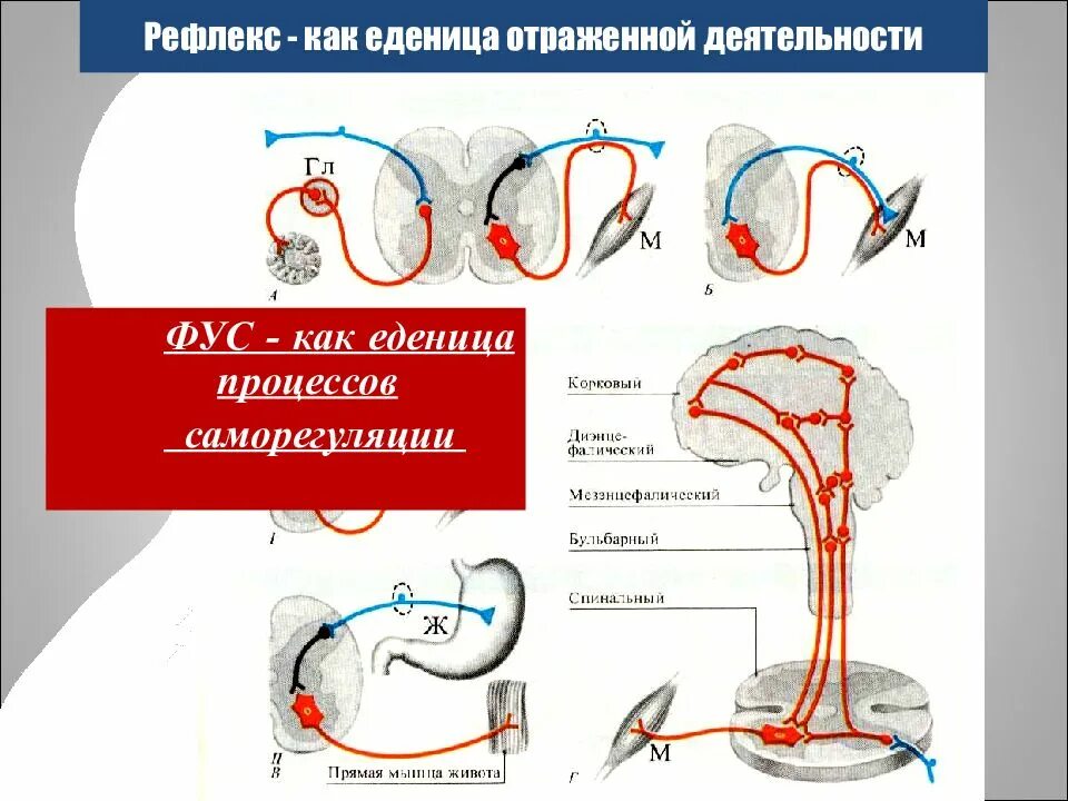 Рефлекс физиология. Рефлекс нормальная физиология. Рефлексы физиология человека. Рефлекторная дуга барорецепторного рефлекса.