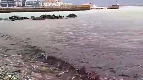 Новороссийск море новости