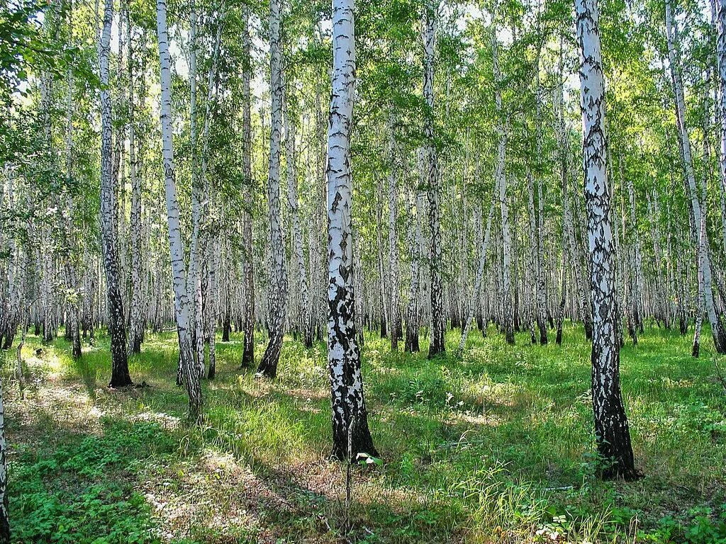 Лес России. Березовый лес. Богатство русской природы. Лес богатство России. Лесное богатство россии