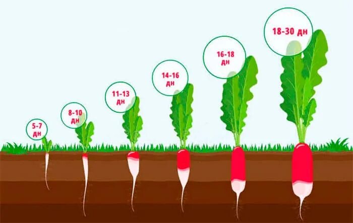 Через сколько времени вырастет. Схема роста редиса. Этапы роста редиса по дням. Схема посадки редиски. Фазы развития редиса.