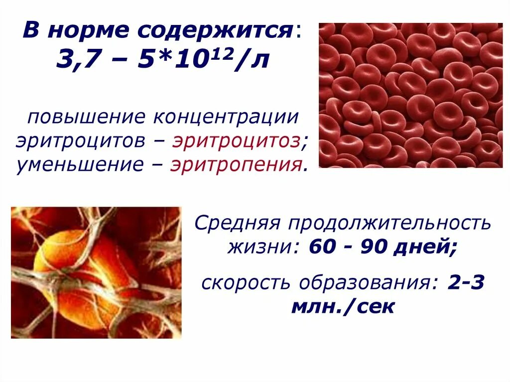 Пониженные эритроциты у мужчины причины. Средняя Продолжительность жизни эритроцитов составляет. Уменьшение Кол во эритроцитов. Повышение и понижение эритроцитов. Эритроциты понижены.