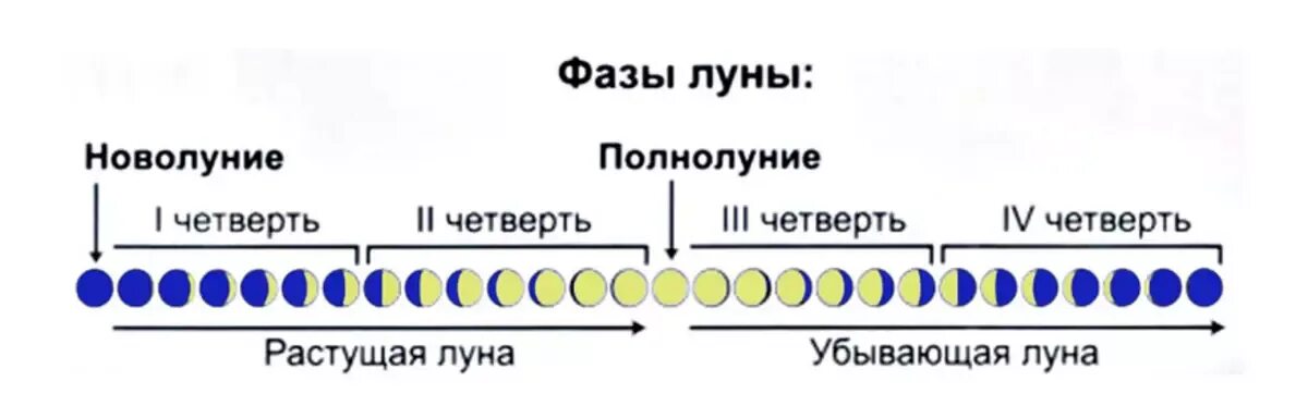 Сколько длится 1 луна. Фазы Луны. Фаза растущей Луны. Фазы Луны новолуние. Сколько длится фаза Луны.