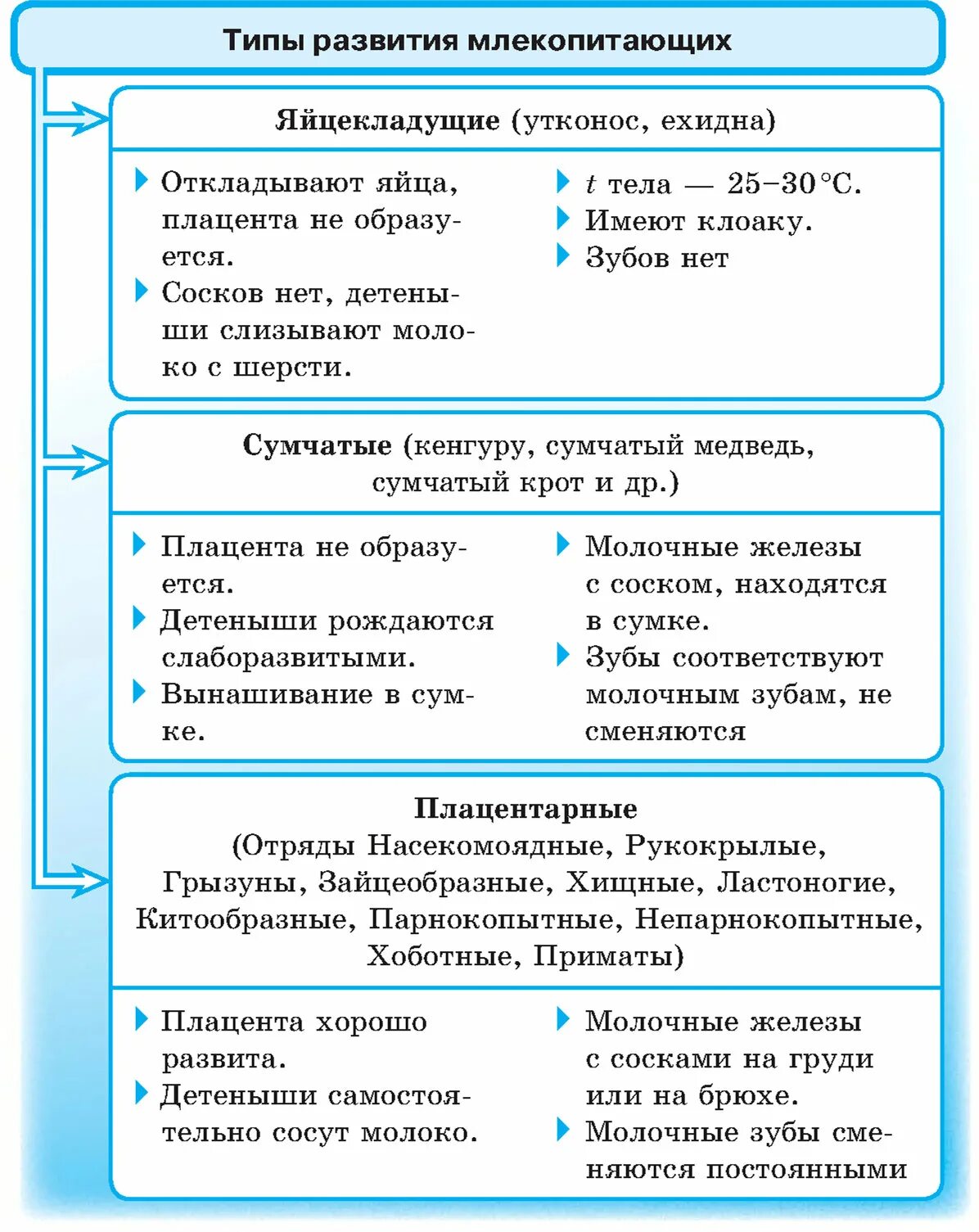 Размножение и развитие млекопитающих таблица. Развитие млекопитающих таблица. Продолжительность беременности у различных млекопитающих. Размножение и развитие млекопитающих таблица. Схема размножения и развития млекопитающих.