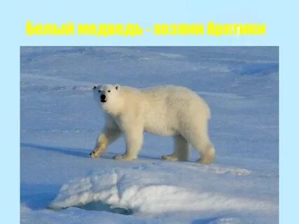 Белый медведь обитает в зоне арктических пустынь