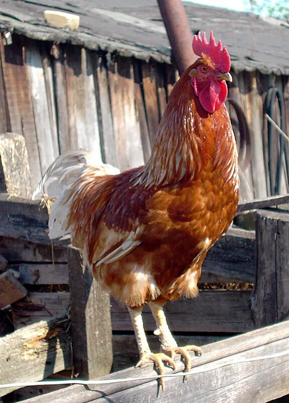 куры казани