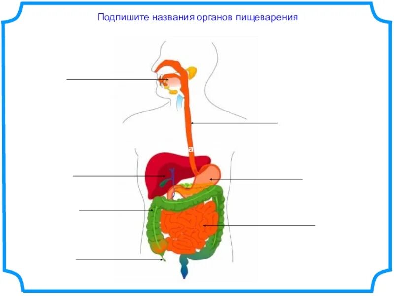 Органы пищеварения 4 класс. Пищеварительная система схема для детей. Схема пищеварительной системы 3 класс окружающий мир. Пищеварительная система человека 3 класс. Карточка пищеварительная система 3 класс.