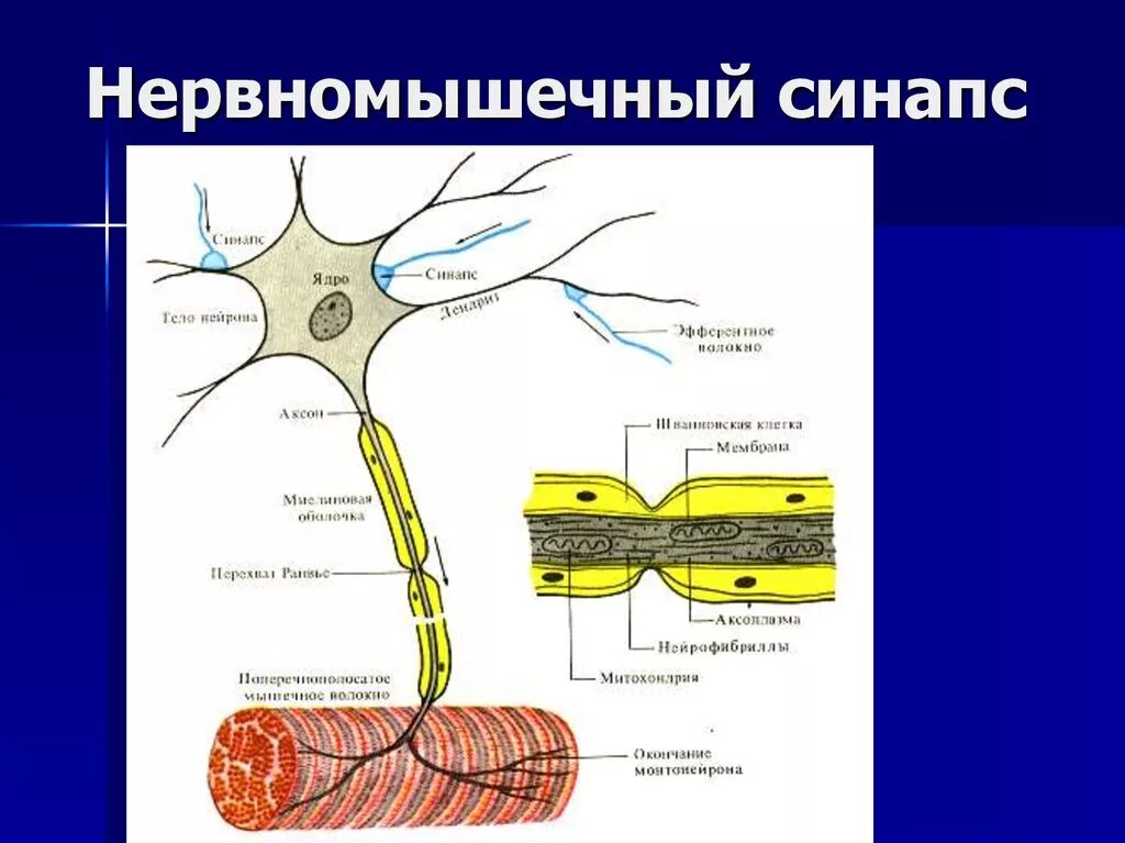 Строение нейрона и синапса. Нервно-мышечный синапс рисунок. Нервное волокно мышечный синапс. Строение нейрона.