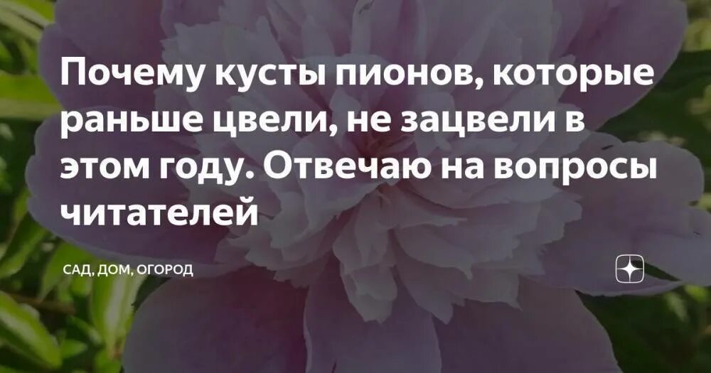 Почему не цветет пион что делать. Почему не цветут пионы одни листья. Почему пионы не цветут одни листья несколько лет. Кот пионы куст. Почему пион не цветет причины.