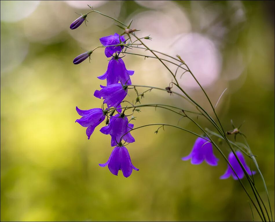 кампанула луговая. колокольчик луговой. цветок "колокольчик". колокольчик лета. синий колокольчик цветок.