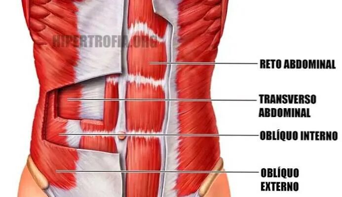 Поперечная мышца живота. Слабая поперечная мышца живота. Прямая мышца живота. Поперечная мышца живота вакуум. Поперечная мышца груди функции.