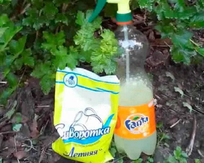 Сыворотка в огороде и саду применение. Сыворотка молочная для огорода. сыворотка для подкормки растений в огороде. молочная сыворотка для огурцов. молочная сыворотка для растений.