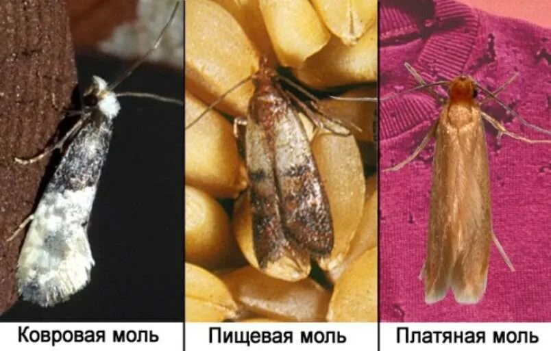 Как отличить моль. Платяная моль (Tineola bisselliella) личинки Коконы. Моль пищевая и платяная. Платяная моль Имаго. Платяная моль личинки насекомых.