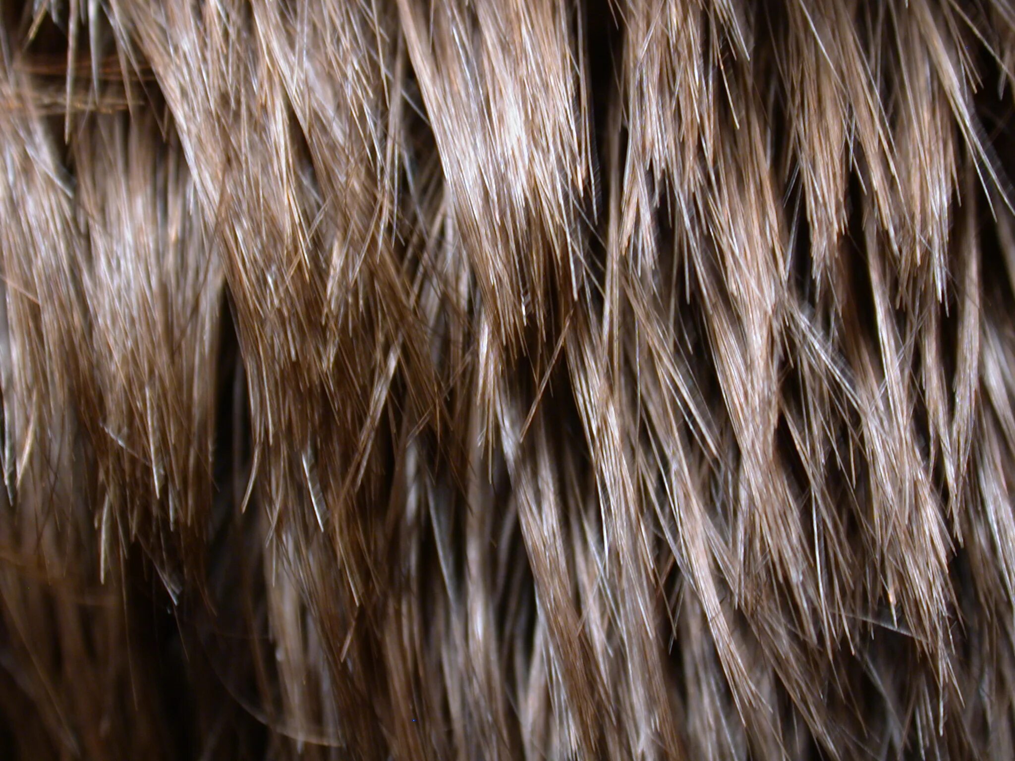 Hairy 1. Текстура волос. Фактура волос. Текстура шерсти. Текстура волос для фотошопа.