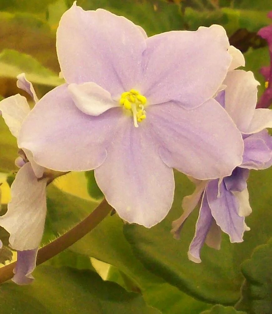 Фиалки селекции макуни. Фиалка фараон макуни. Фиалка монстр макуни. Селекционер фиалок макуни. Фиалка макуни.