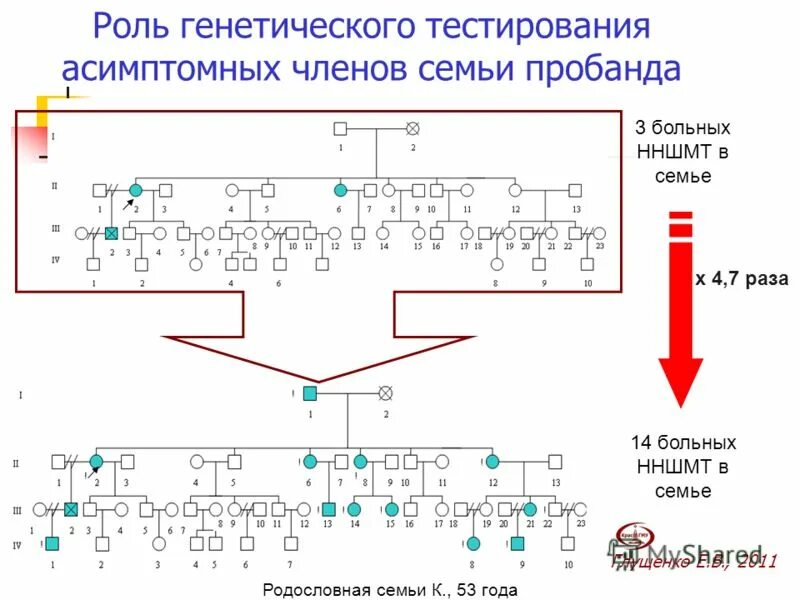 Узнать свою генетику. Днк тест на национальность пример. Результаты днк теста на национальность. Генеалогический тест днк. Днк древо.