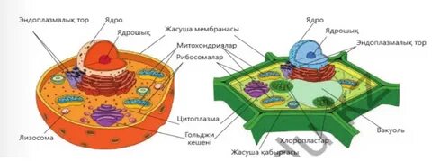 Шымкенттегі секс клубтары