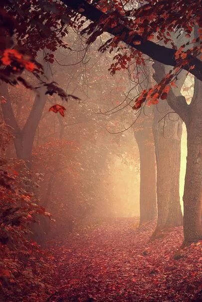 Осень. Осенний лес. Осень туман. Эстетика природы.