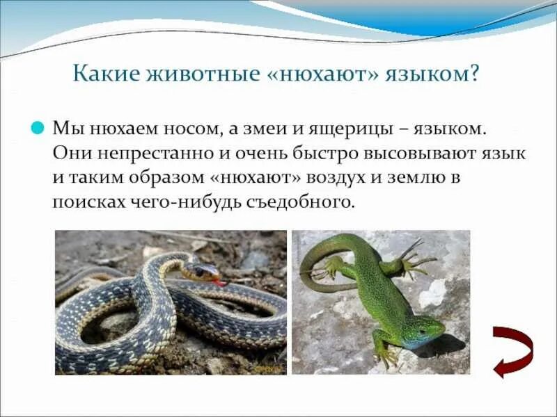 Змея с высунутым языком. Змея с высунутым языком. Змея с языком. Медноголовая змея. Желтая змея тайпан.