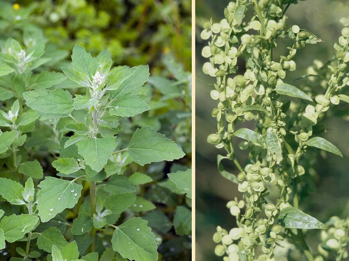 Лебеда. Лебеда Садовая (Atriplex Hortensis). Лебеда Марь циклахена. Лебеда копьевидная.