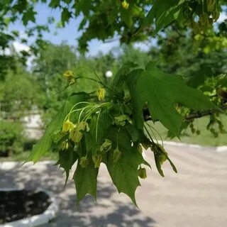 Тип соцветия клена