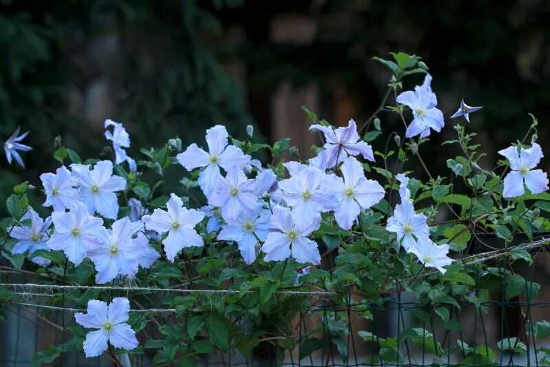 Купить Клематис Найт Вейл / Clematis Night Veil (Р9) в Ростове-на-Дону Розанутые