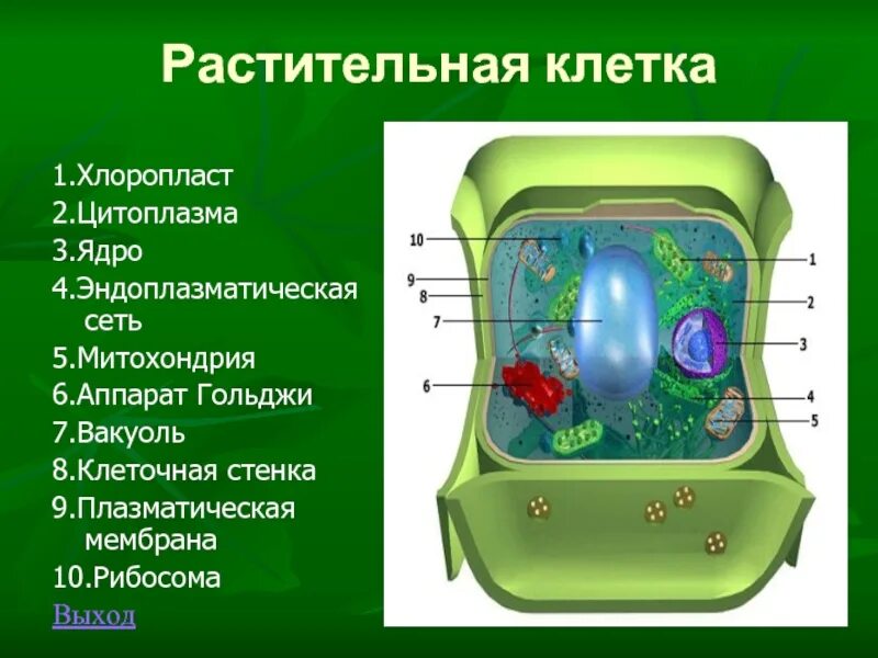 Ядро содержит хлоропласты. Вакуоли ядро клеточная стенка хлоропласты. Вакуоли растительной клетки. Клетка хлоропласты ядро стенка мембрана. Структура клетки растения вакуоль.